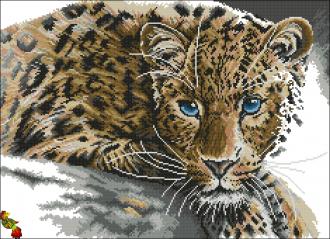 ЧК2-2055 Голубоглазый леопард 51х37,5